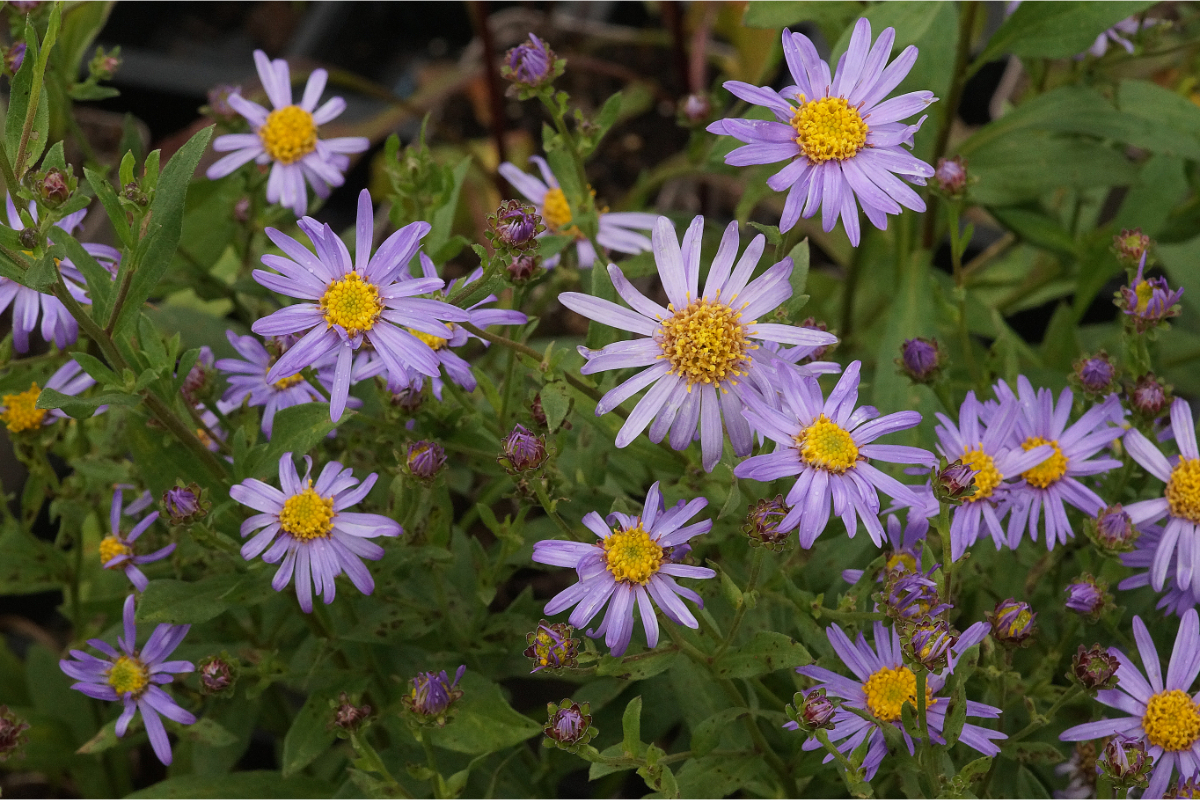 Aster amellus 'Dr. Otto Petscheck' - Sommeraster, Bergaster