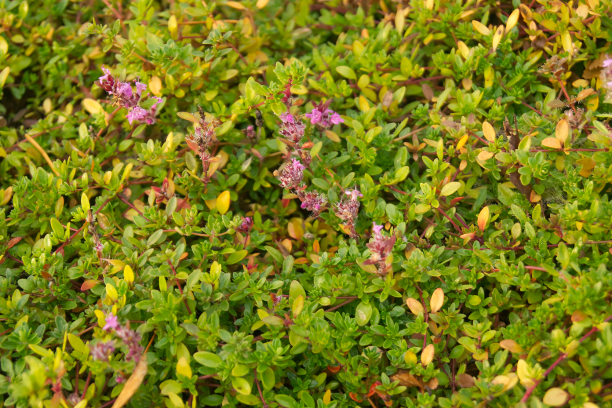 Thymus serpyllum 'Magic Carpet' - Feldthymian, Quendel