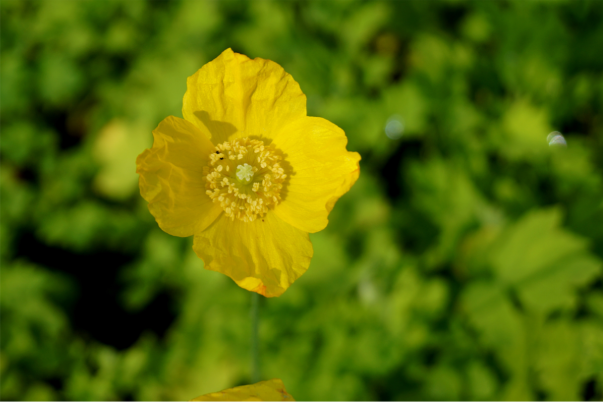 Meconopsis cambrica (Papaver cambricum)