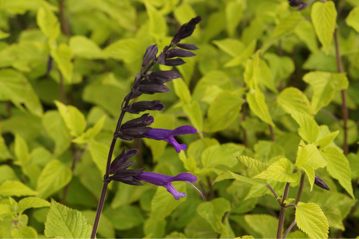 Salvia 'Amistad' - Gartensalbei