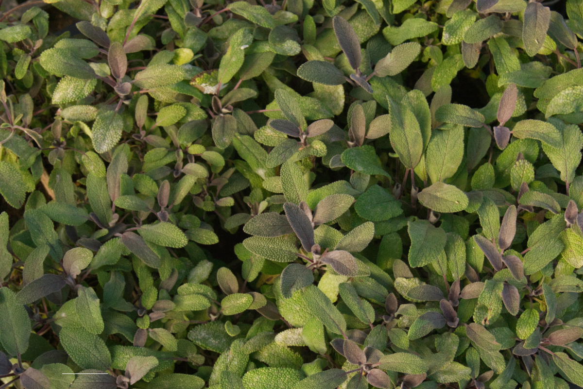 Salvia officinalis 'Purpurascens'