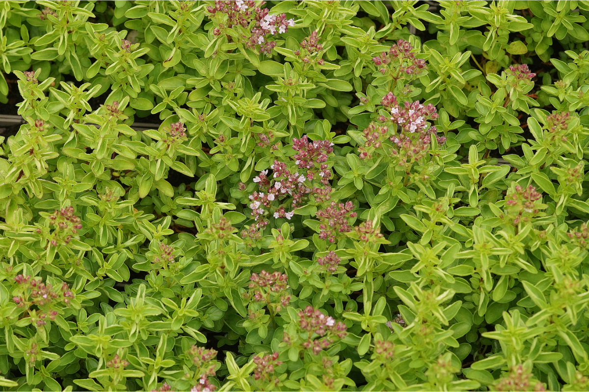 Origanum vulgare 'Compactum' - Dost, Oregano