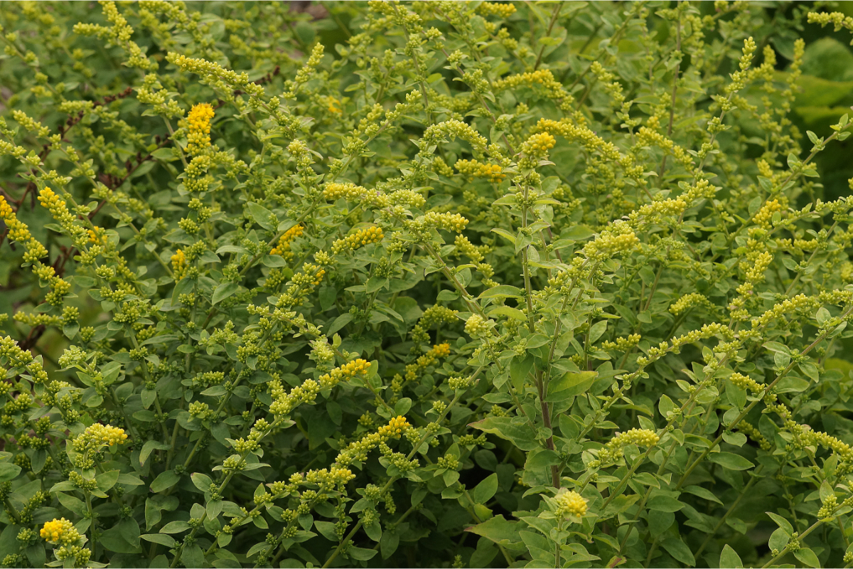 Solidago sphacelata 'Golden Fleece'