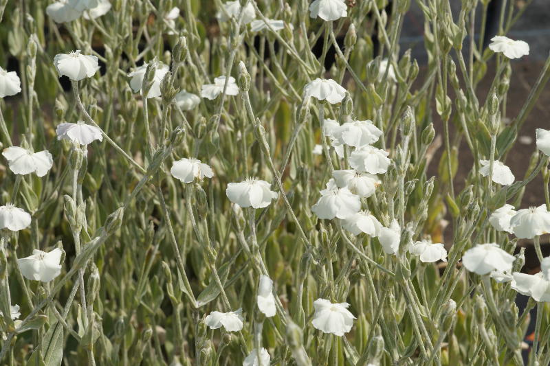 Lychnis coronaria 'Alba' - Vexiernelke, Kronen-Lichtnelke