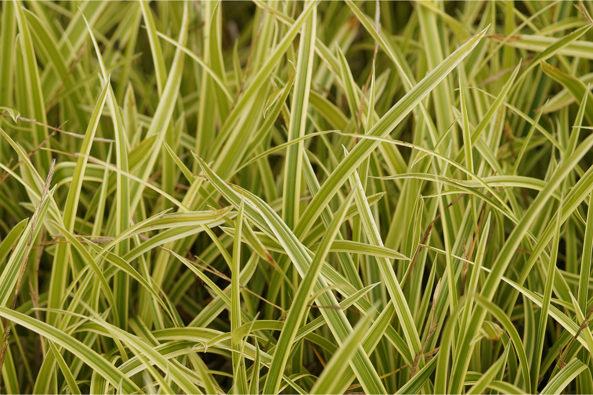 Carex foliosissima 'Vanilla Ice' (R) ('Vanice')  - Gelbbunte Segge