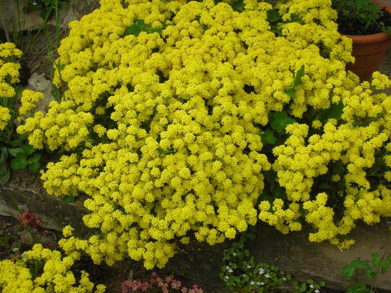 Aurinia (Alyssum) 'Compactum Goldkugel'
