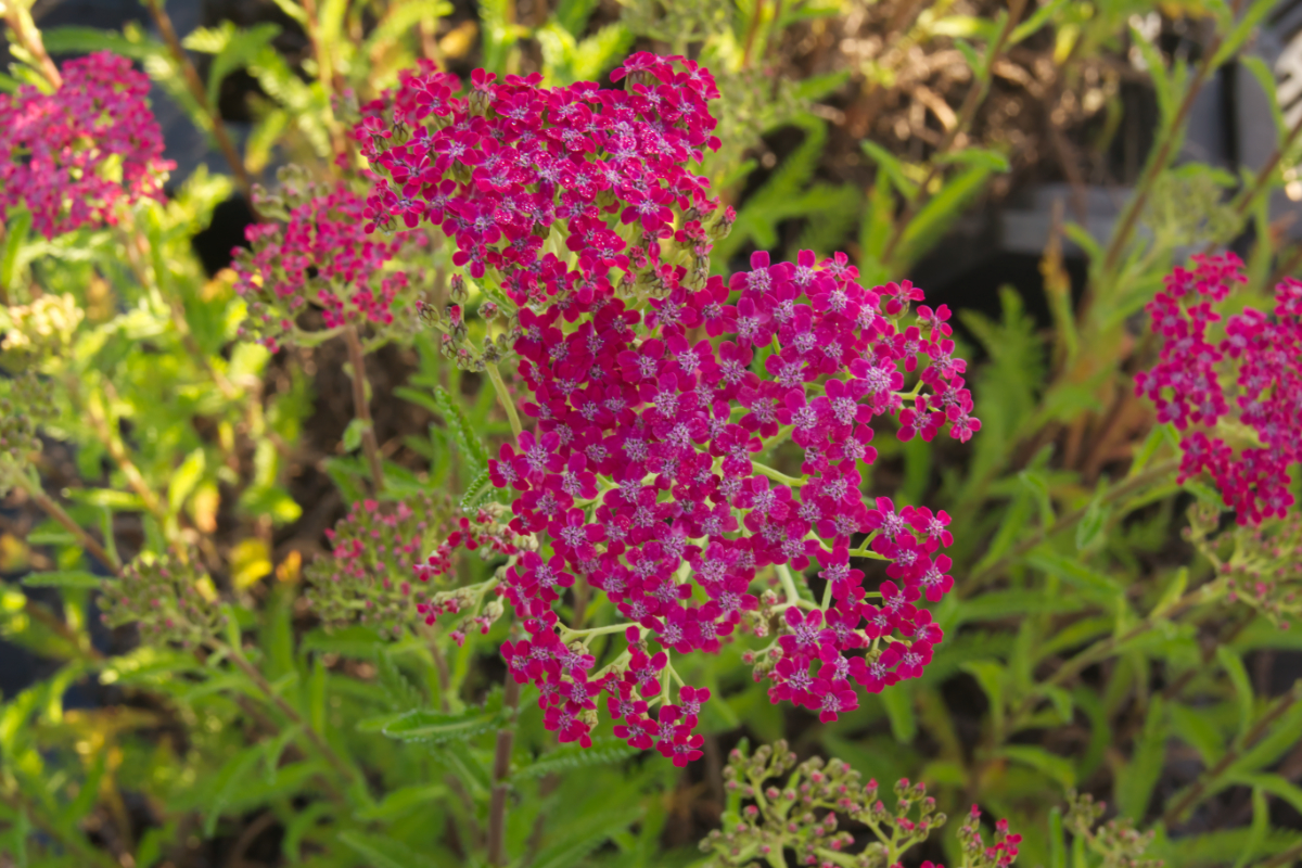 Achillea Millefolium-Hybr. 'Lilac Beauty'