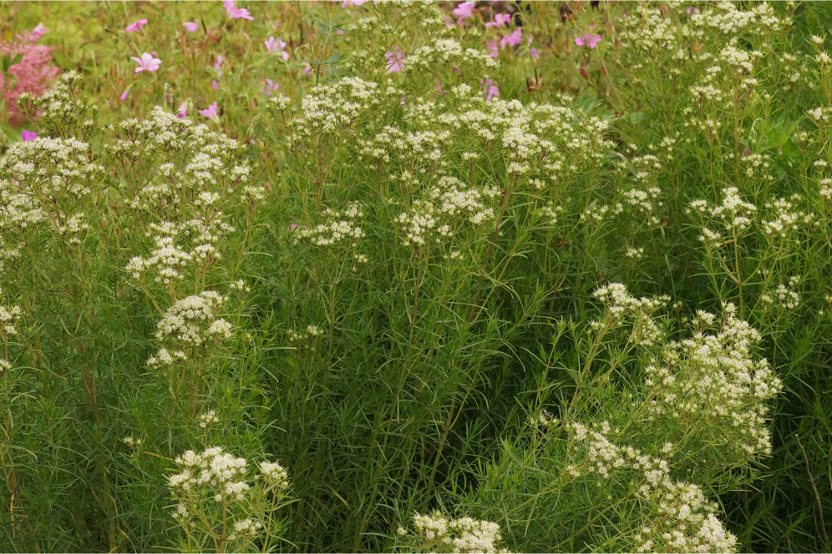 Pycnanthemum tenuifolium (flexuosum)