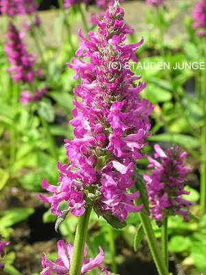 Betonica hirsuta 'Hummelo' (Stachys monnieri 'Hummelo')