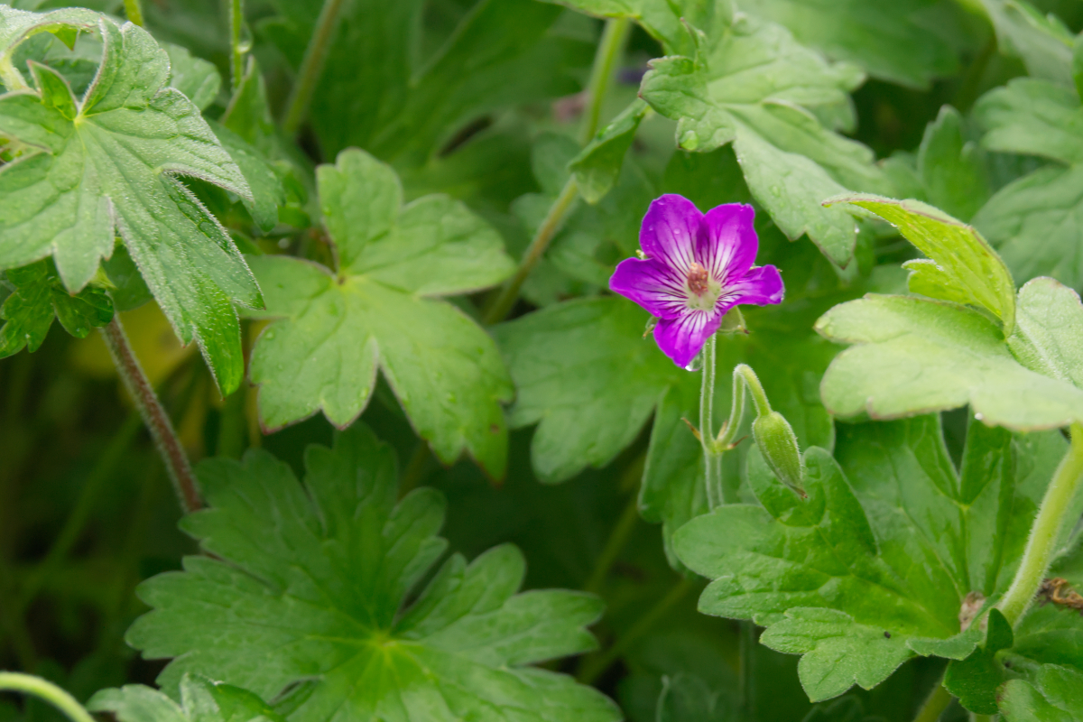 Geranium wlassovianum - Sibirischer Storchschnabel