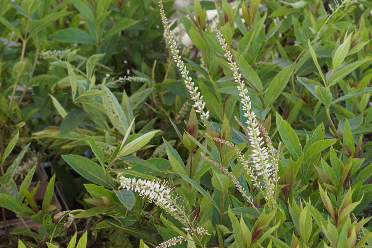 Veronicastrum (Veronica) virginicum 'Diana' - Kandelaber-Ehrenpreis
