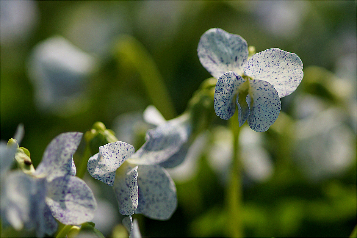 Viola sororia 'Freckles' - Pfingstveilchen
