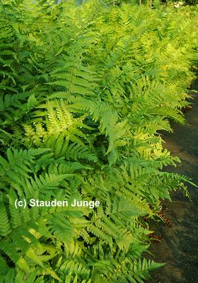 Dryopteris filix-mas gen.