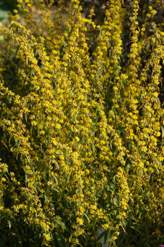 Solidago caesia - Goldrute, Goldbandrute
