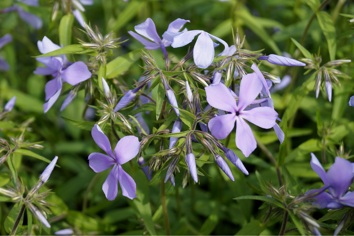 Phlox divaricata 'Clouds of Perfume' - Wald-Flammenblume