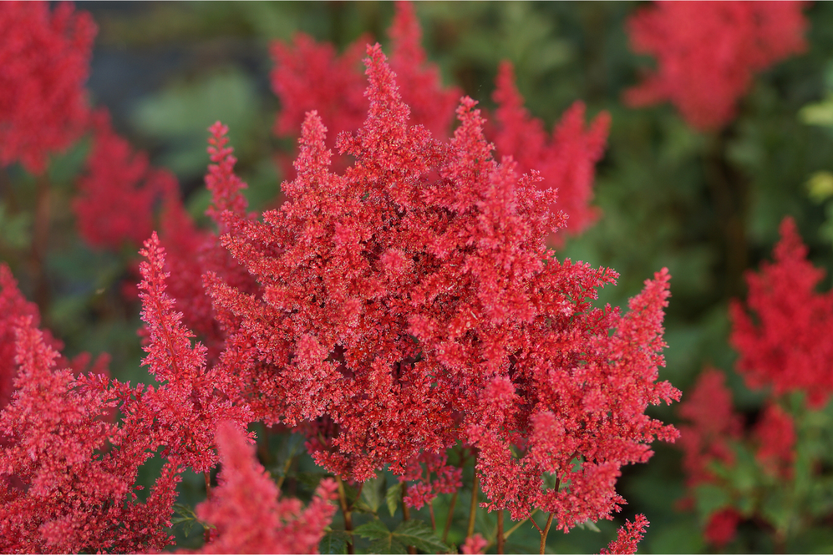 Astilbe Japonica-Hybr. 'Red Sentinel'
