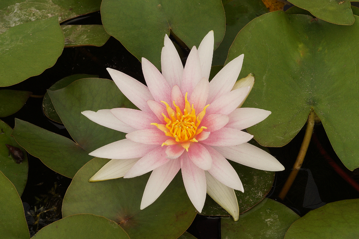 Nymphaea Hybride 'Fritz Junge'