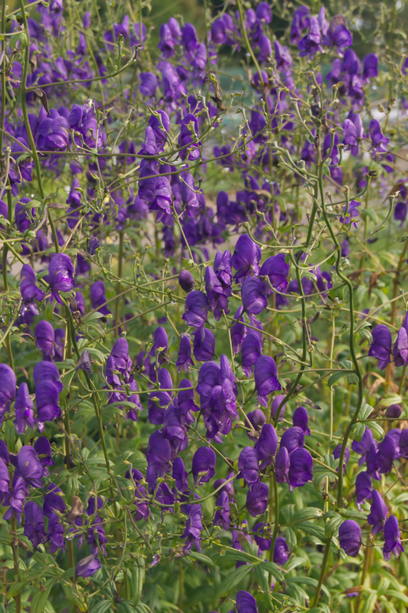 Aconitum henryi 'Spark' - Lockerer Eisenhut
