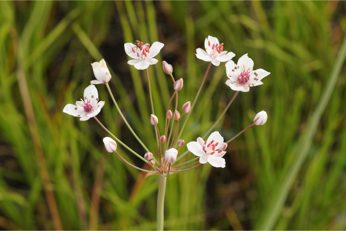 Butomus umbellatus 'Schneeweisschen' - Blumenbinse, Schwanenblume