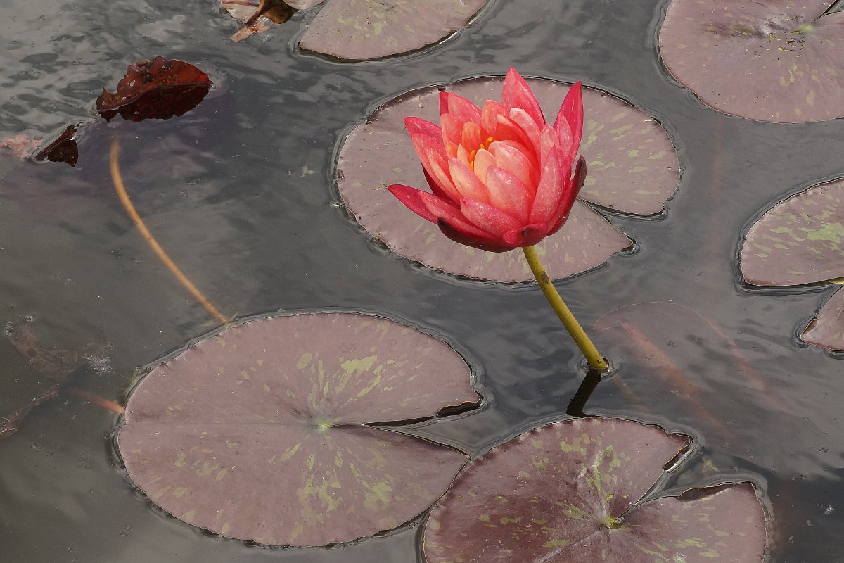 Nymphaea Hybride 'Wanvisa'