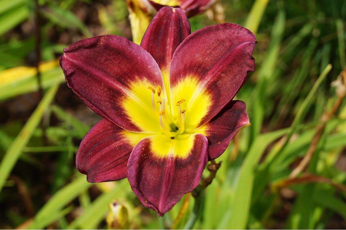 Hemerocallis Hybride 'Night Beacon'