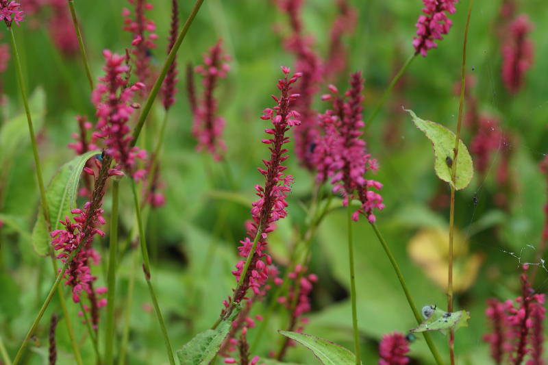 Bistorta amplexicaulis 'Speciosa' (Firetail)