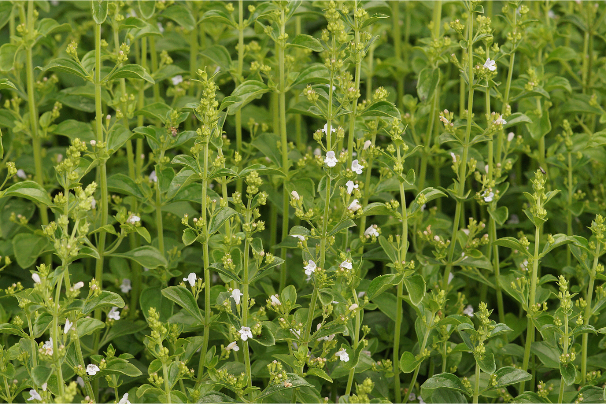 Calamintha nepeta 'Triumphator' - Bergminze