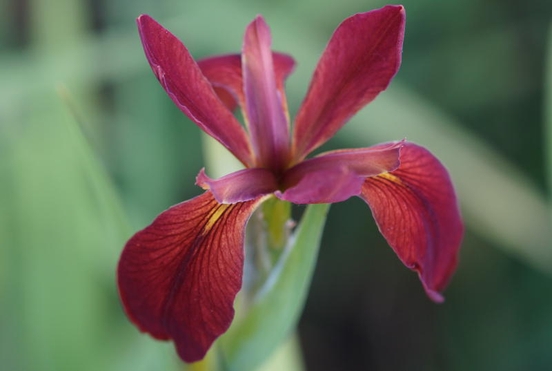 Iris fulva - Schwertlilie