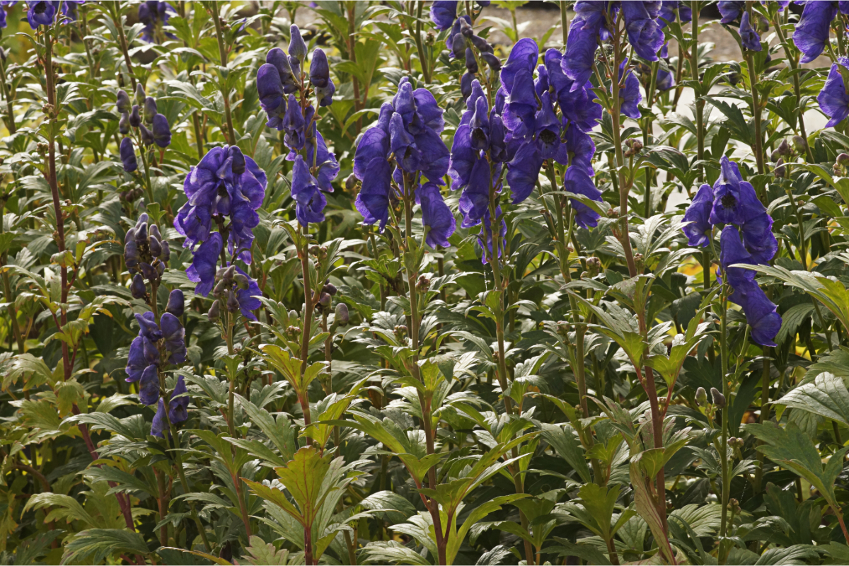 Aconitum carmichaelii 'Arendsii' - Herbst-Eisenhut
