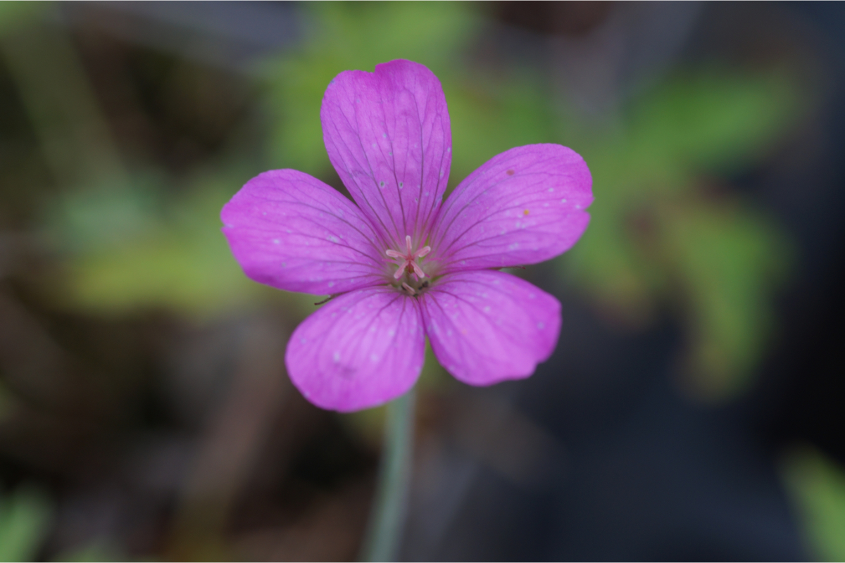 Geranium endressii