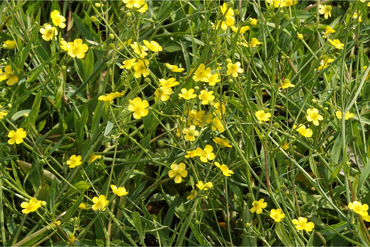 Ranunculus flammula - Brennender Hahnenfuß, Sumpf-Hahnenfuß