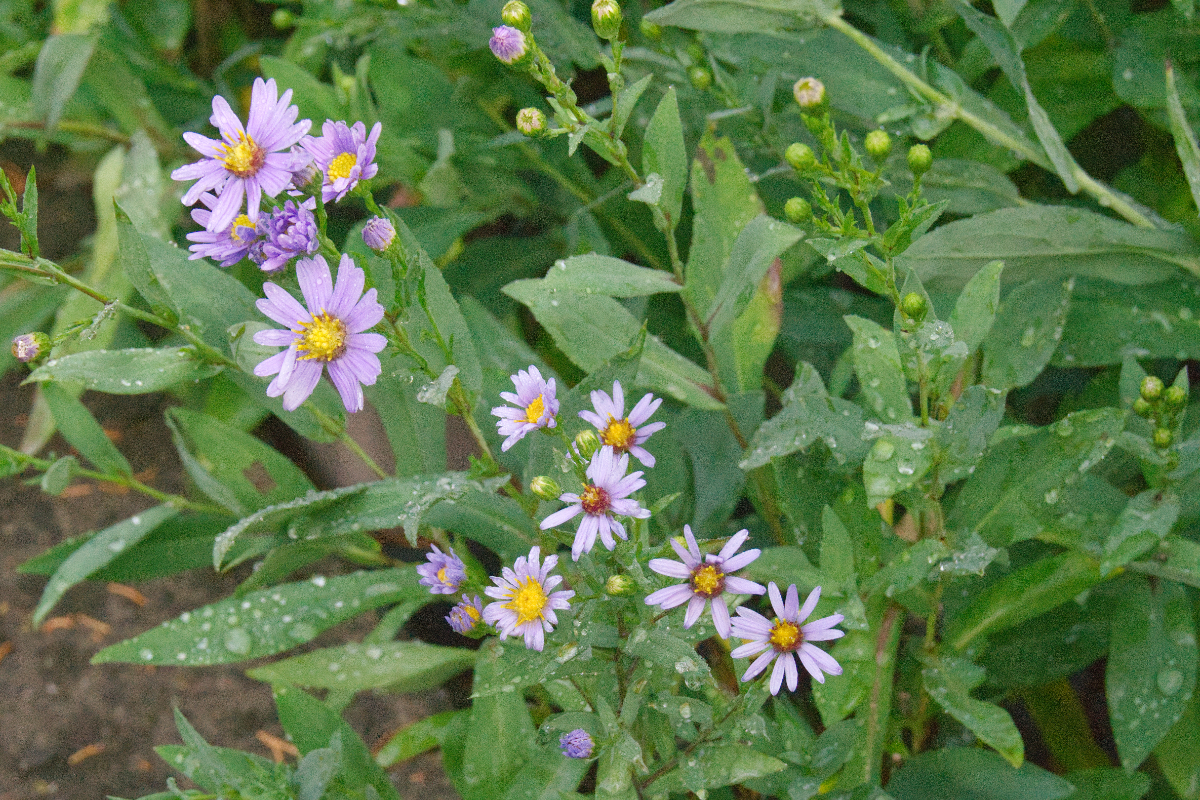 Aster laevis - Glatte Aster