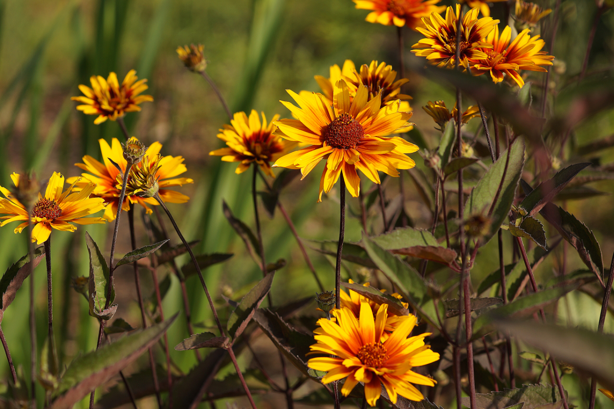 Heliopsis scabra 'Burning Hearts'