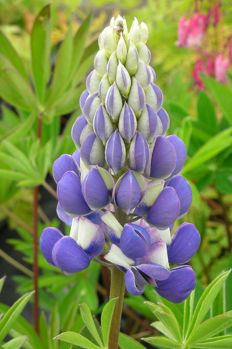 Lupinus Polyphyllus-Hybr. 'Kastellan'