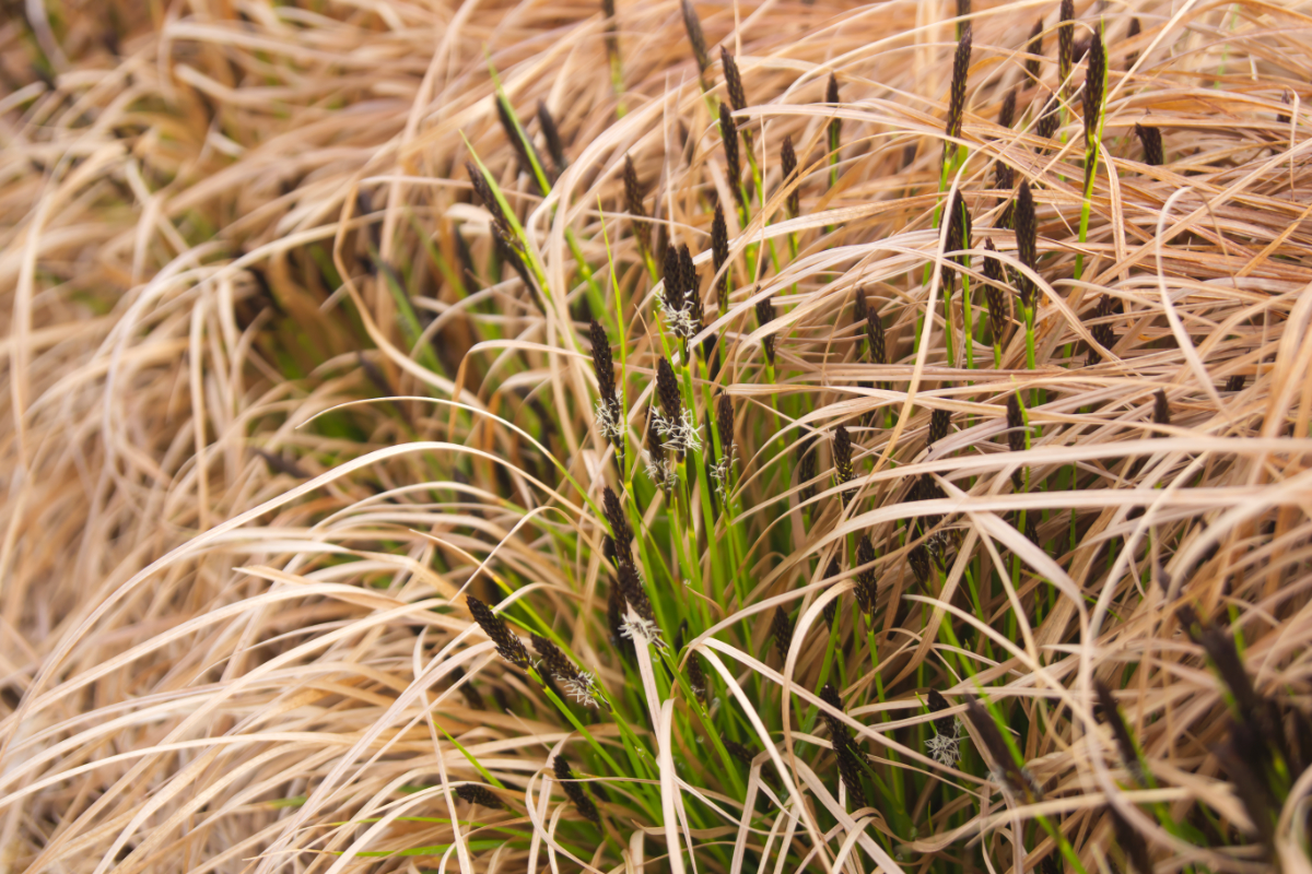 Carex montana