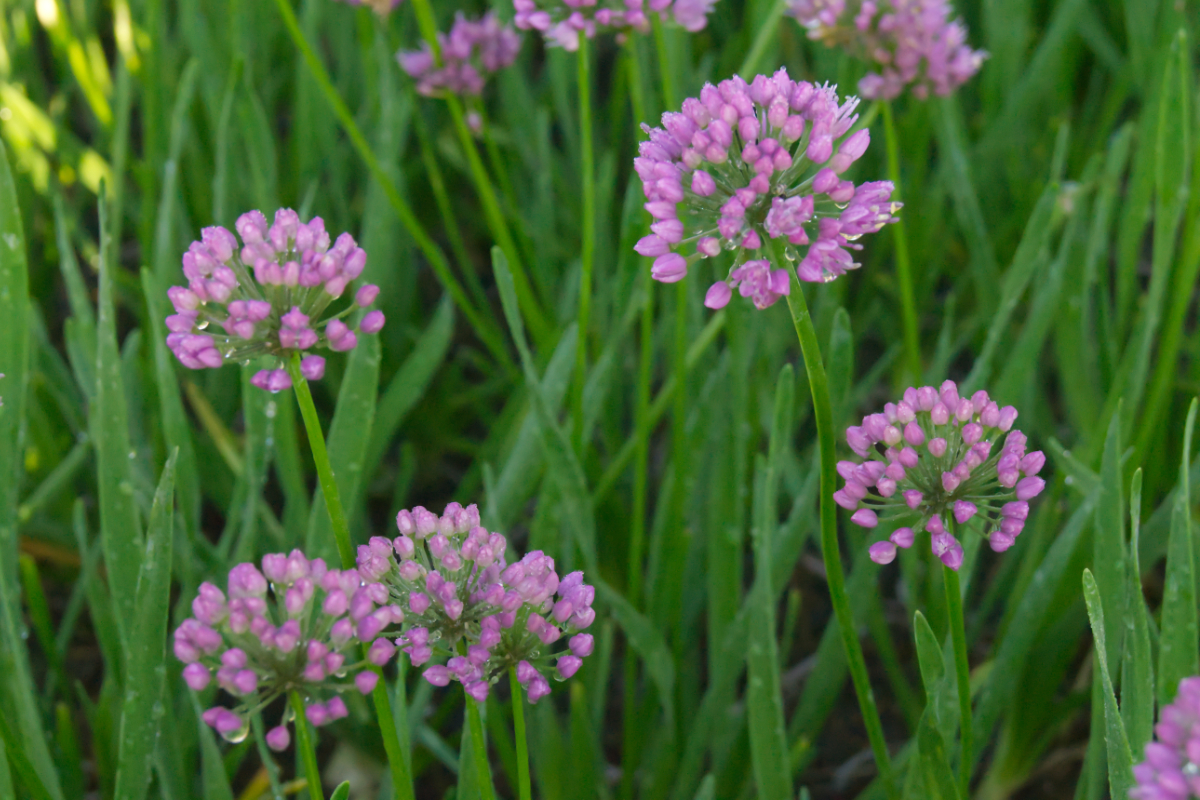 Allium senescens 'Millenium'