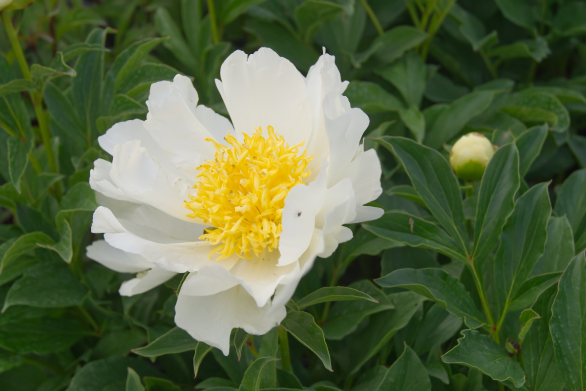 Paeonia Lactiflora-Hybr. 'Jan v.Leeuwen'
