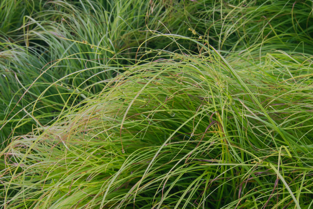 Carex remota - Winkel-Segge, Lockerährige Segge