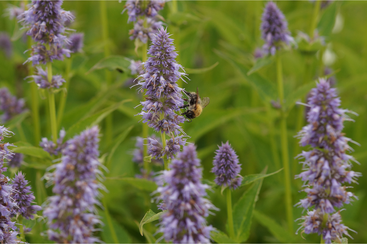 Agastache Rugosa-Hybr. 'Blue Fortune' - Duftnessel