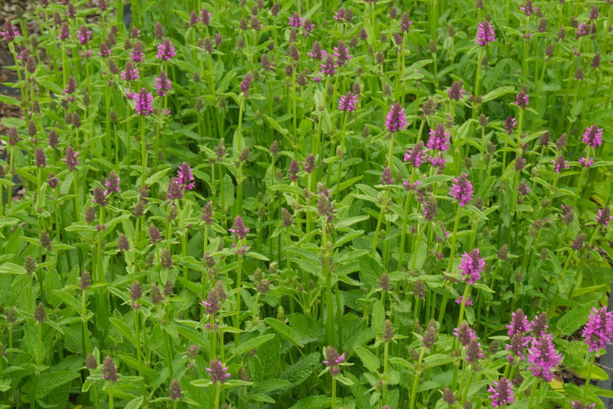 Betonica hirsuta 'Hummelo' (Stachys monnieri 'Hummelo')