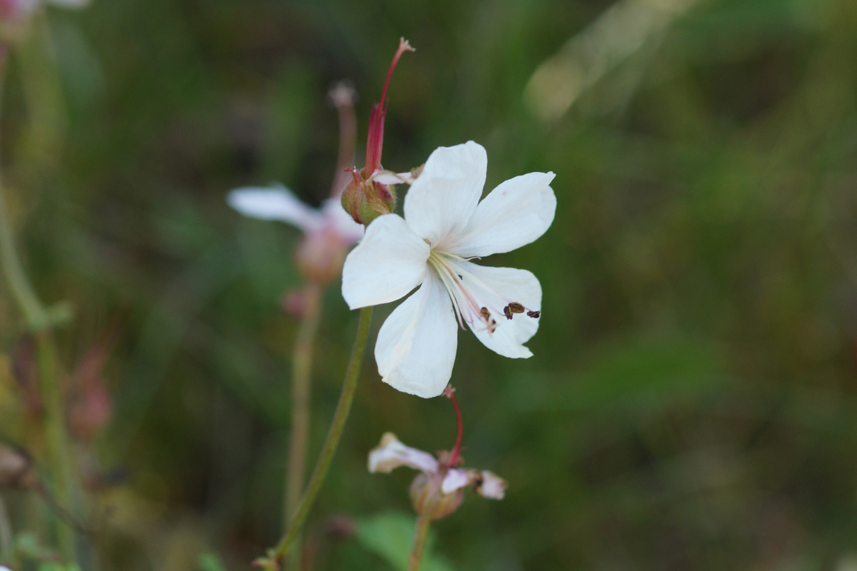 Geranium dalmaticum 'Album'