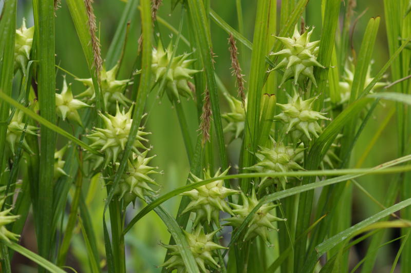 Carex grayi - Morgensternsegge