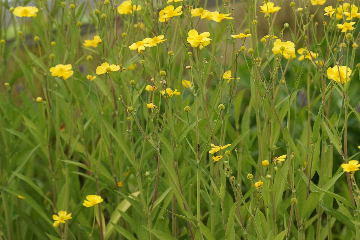 Ranunculus lingua 'Grandiflora'