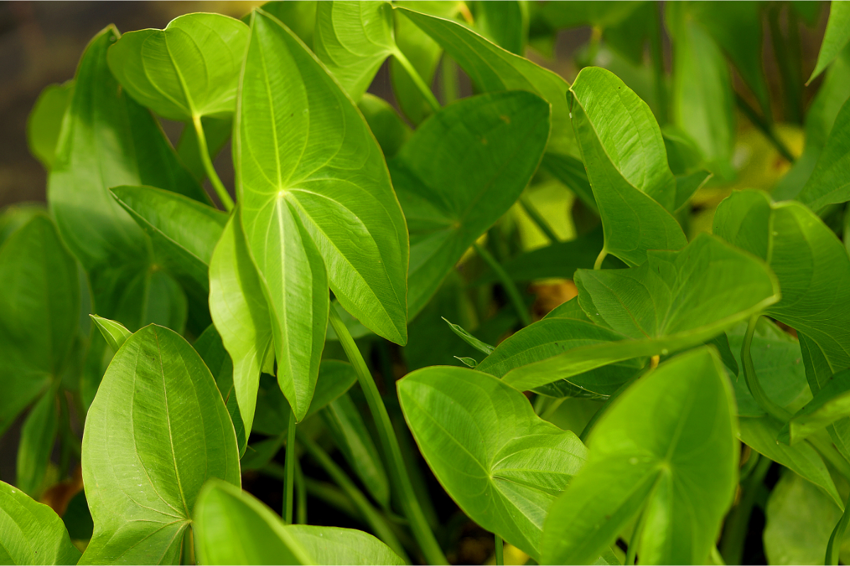 Sagittaria latifolia