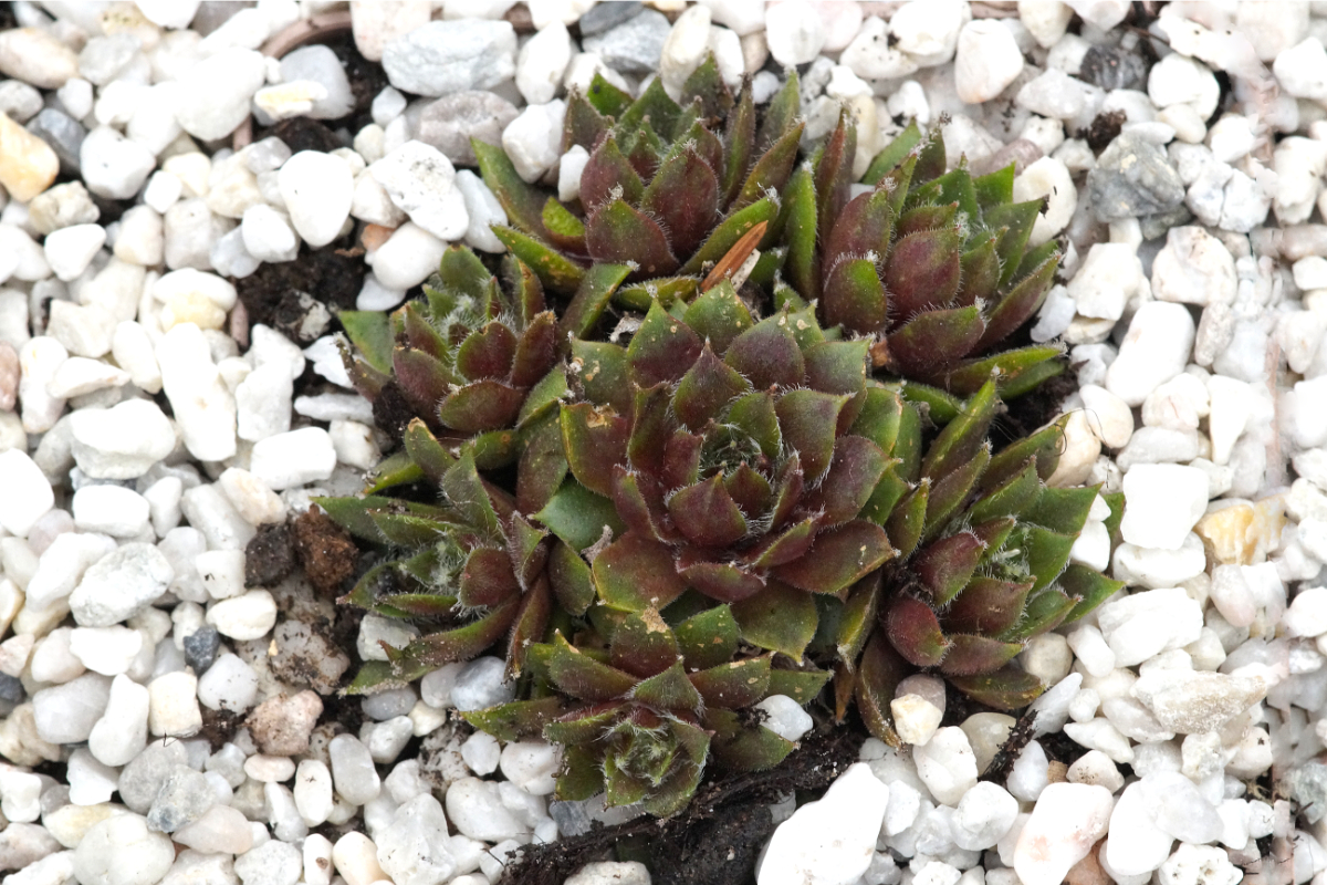 Sempervivum Hybride 'Alpha' - Dachwurz, Hauswurz