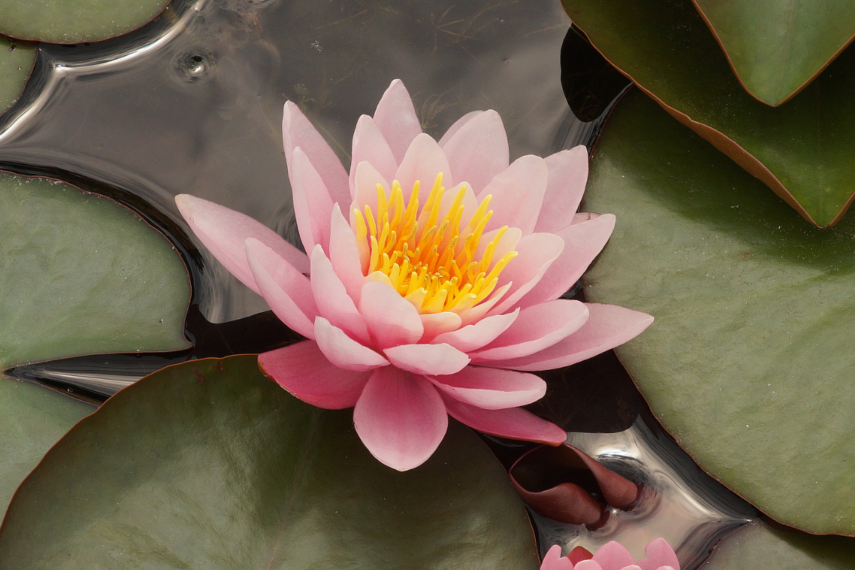 Nymphaea Hybride 'Fabiola' - Seerose