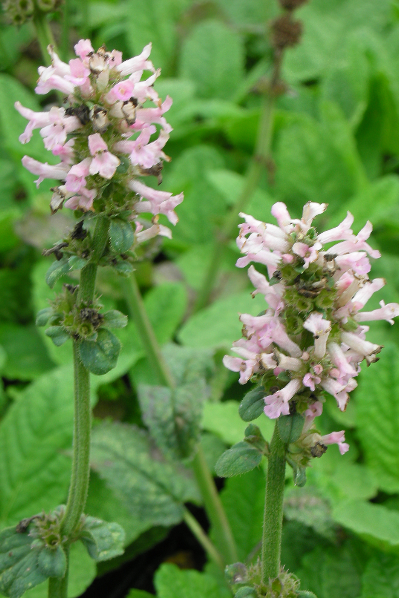 Betonica hirsuta 'Rosea' (Stachys monnieri 'Rosea')