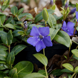 Vinca minor Bowles