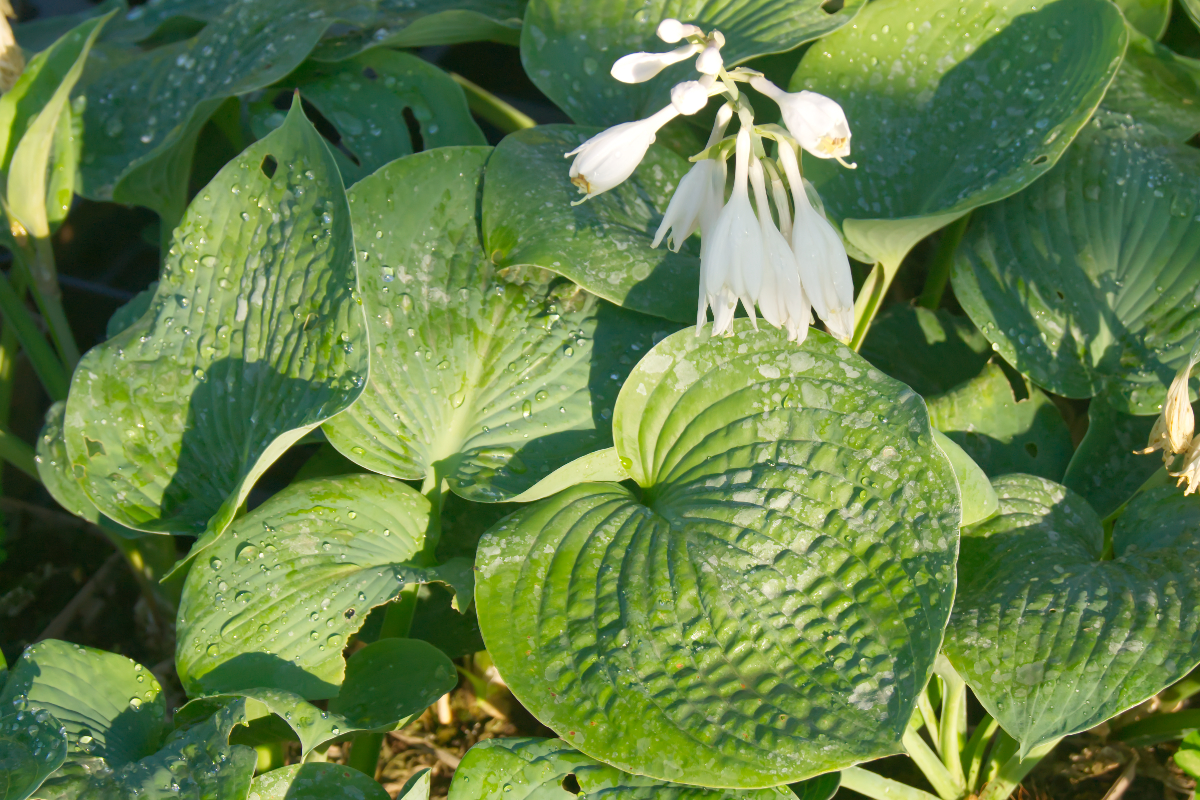 Hosta sieboldiana 'Elegans'