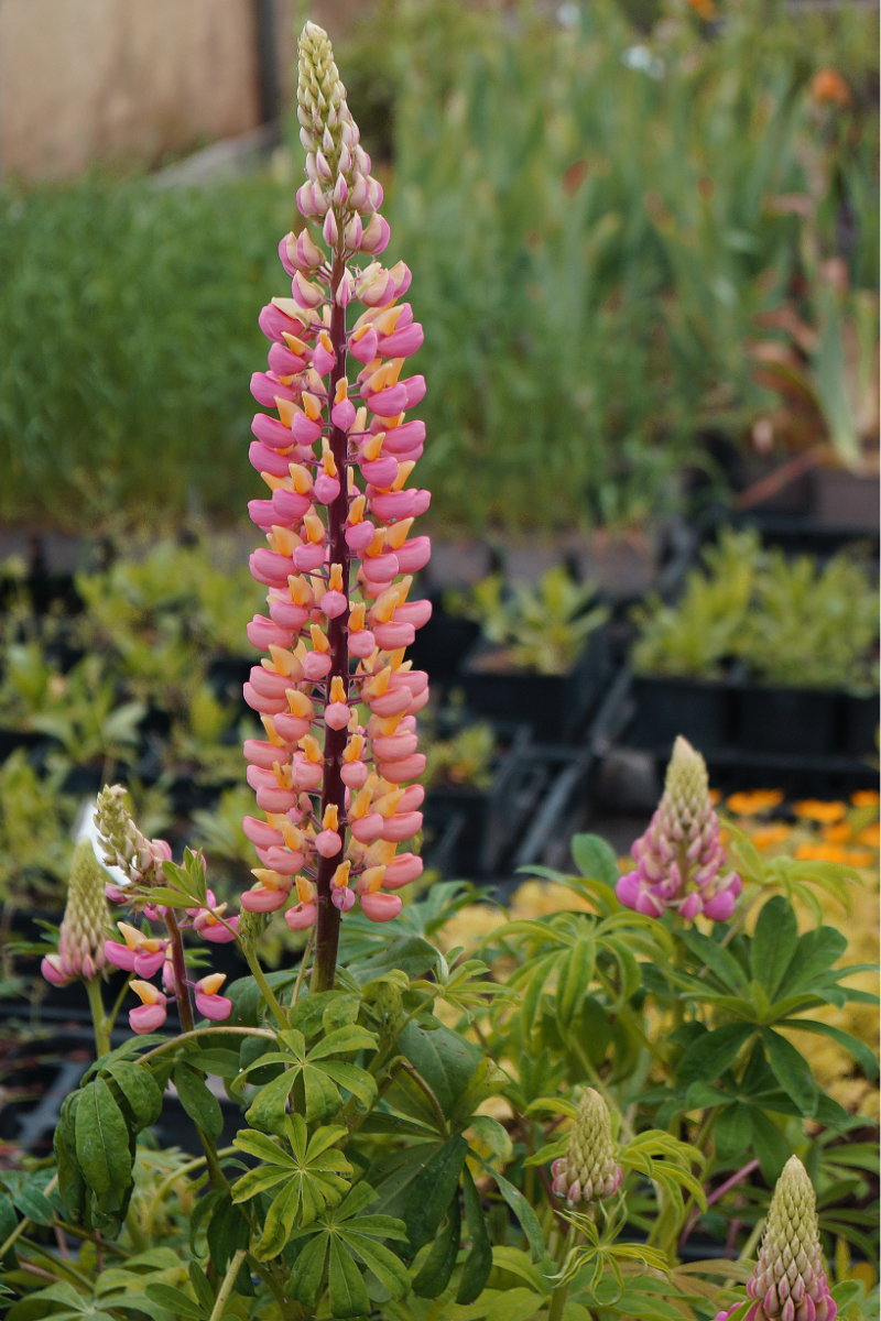 Lupinus Polyphyllus-Hybr. 'Schloßfrau'